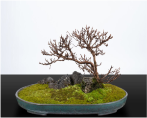 bonsai_06