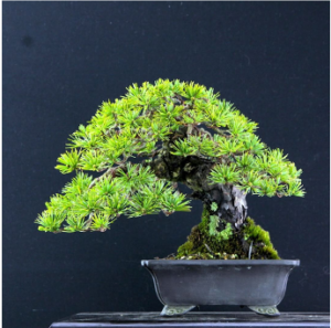 bonsai_01