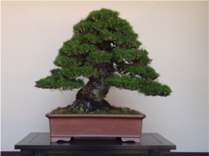 bonsai_02