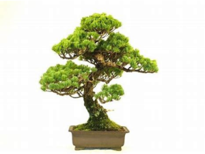 bonsai_03