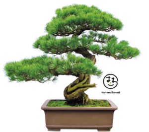 bonsai_04