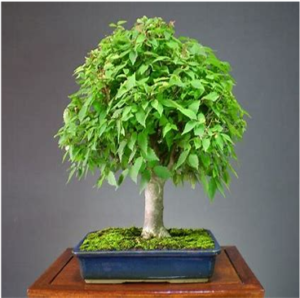 bonsai_05